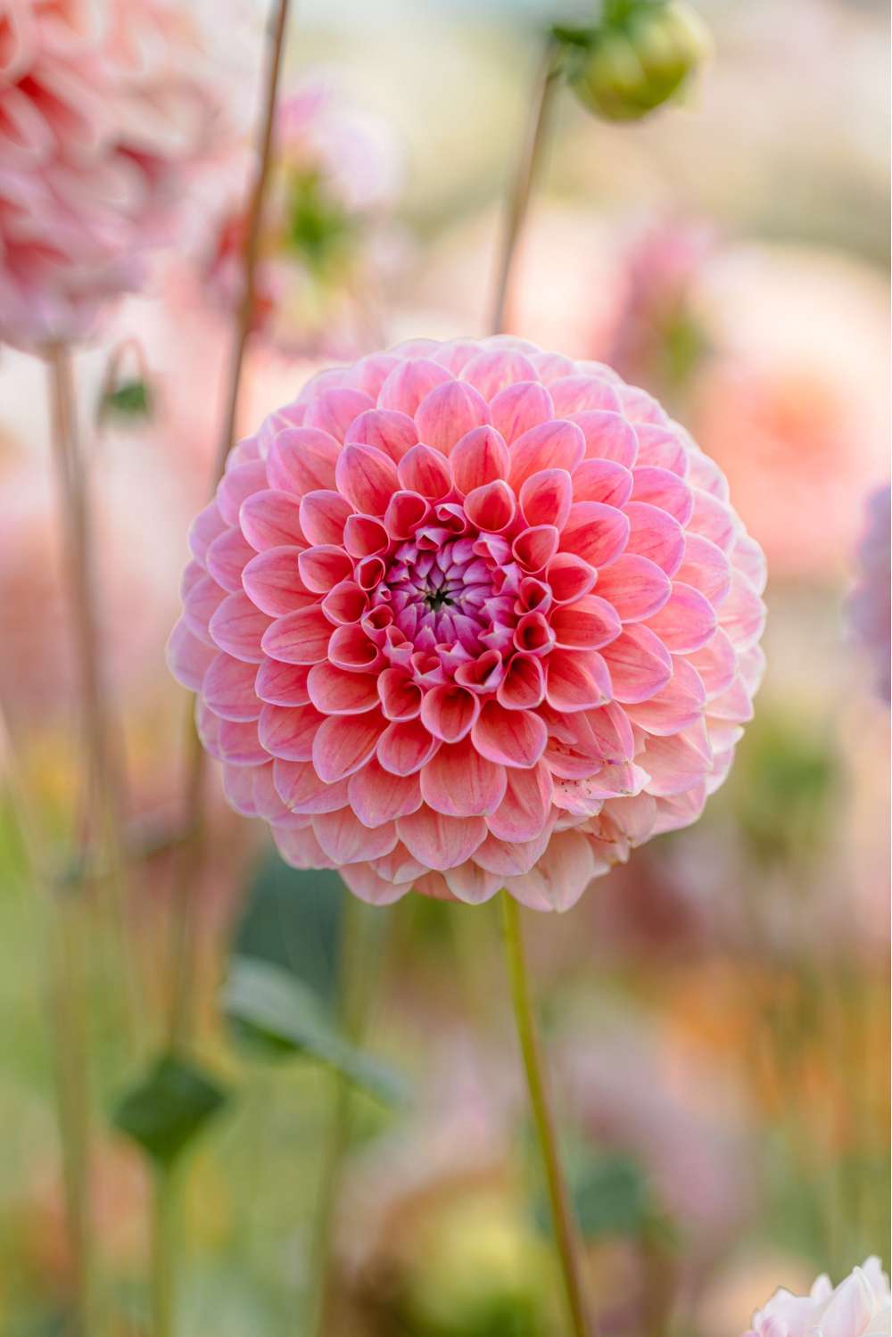 Dahlia 'Natalie G'